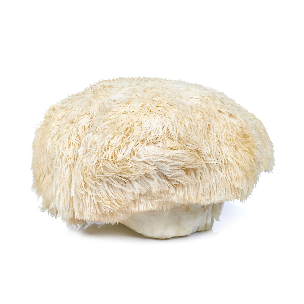 Activate Your Flow State with Functional Mushrooms