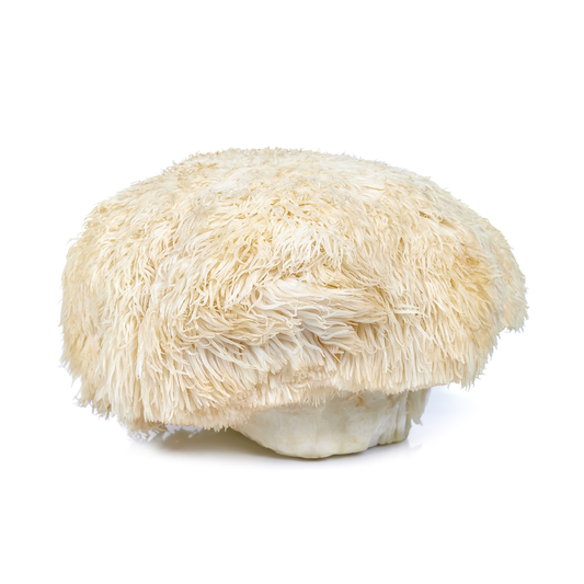 Activate Your Flow State with Functional Mushrooms
